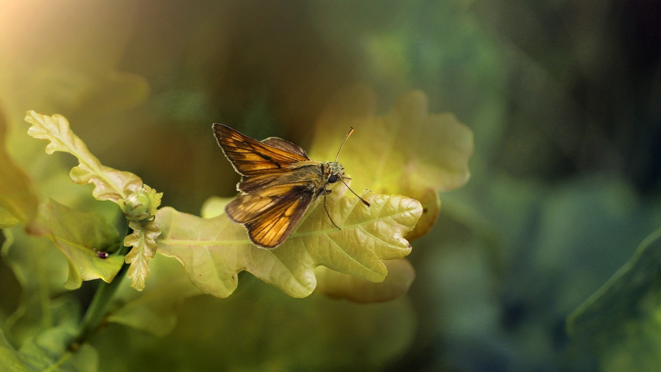 Farfalla arancione poggiata su una foglia gialla